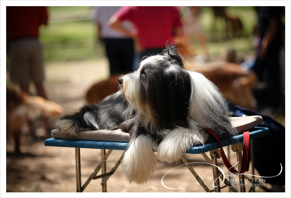 Therapy Pet Pals of Texas,